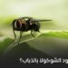 ما علاقة وجود الشوكولا بالذباب؟